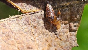 Denby Fawcett: Seeking Love For The Endangered Hawaiian Land Snail